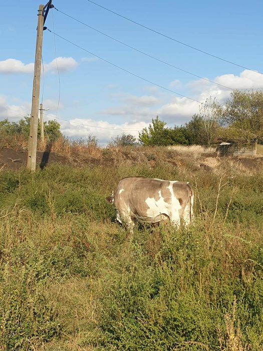 Vând vaca Baltata Românească