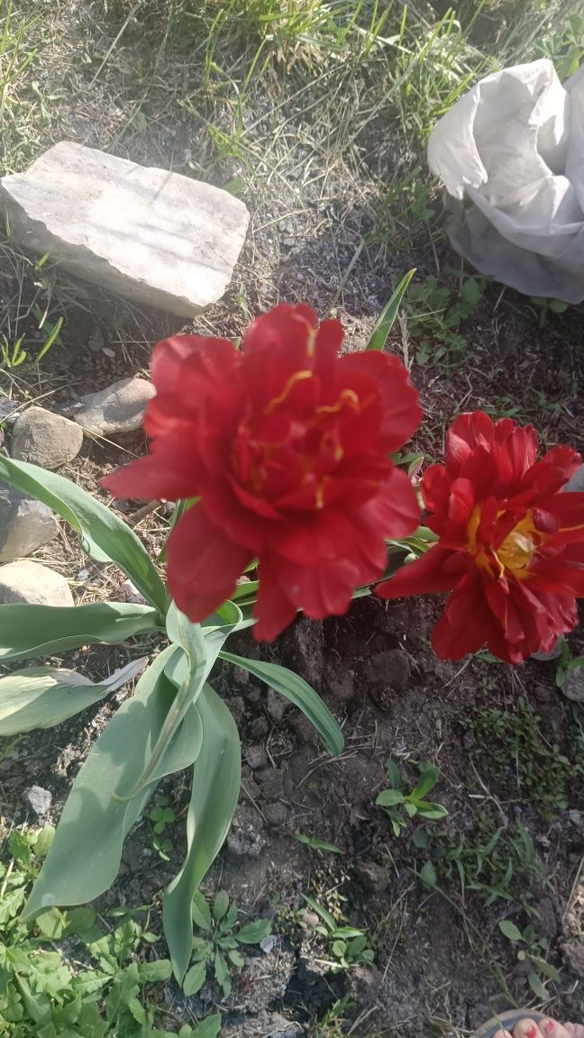 Продам зимнюю дачу в городе