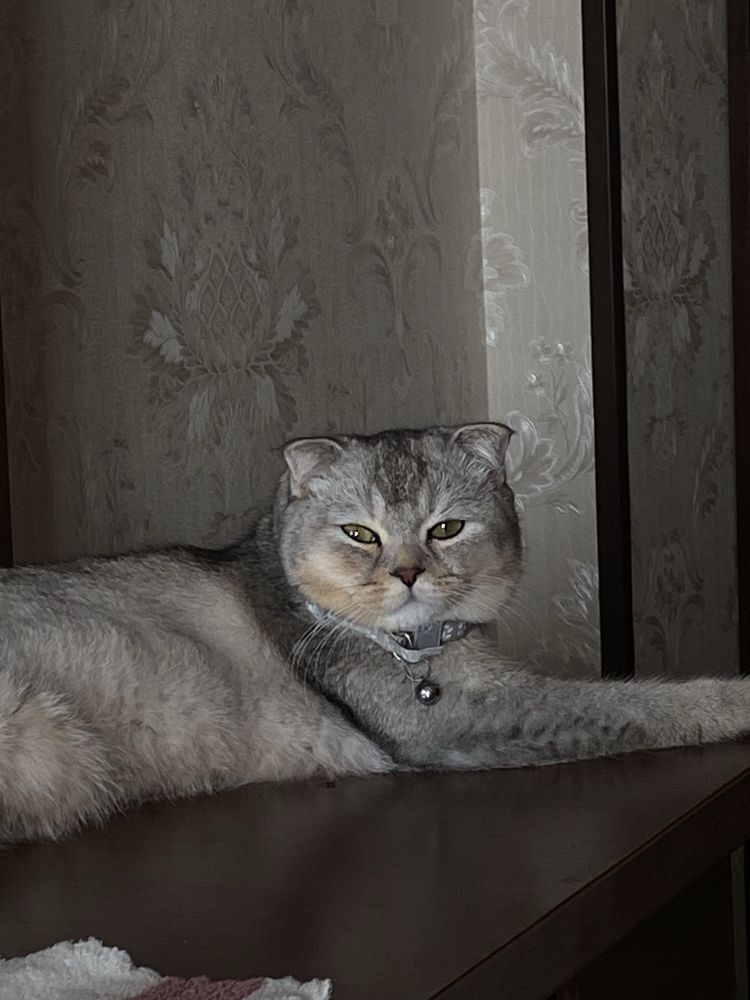 Кот для вязки мраморный окрас шиншилла