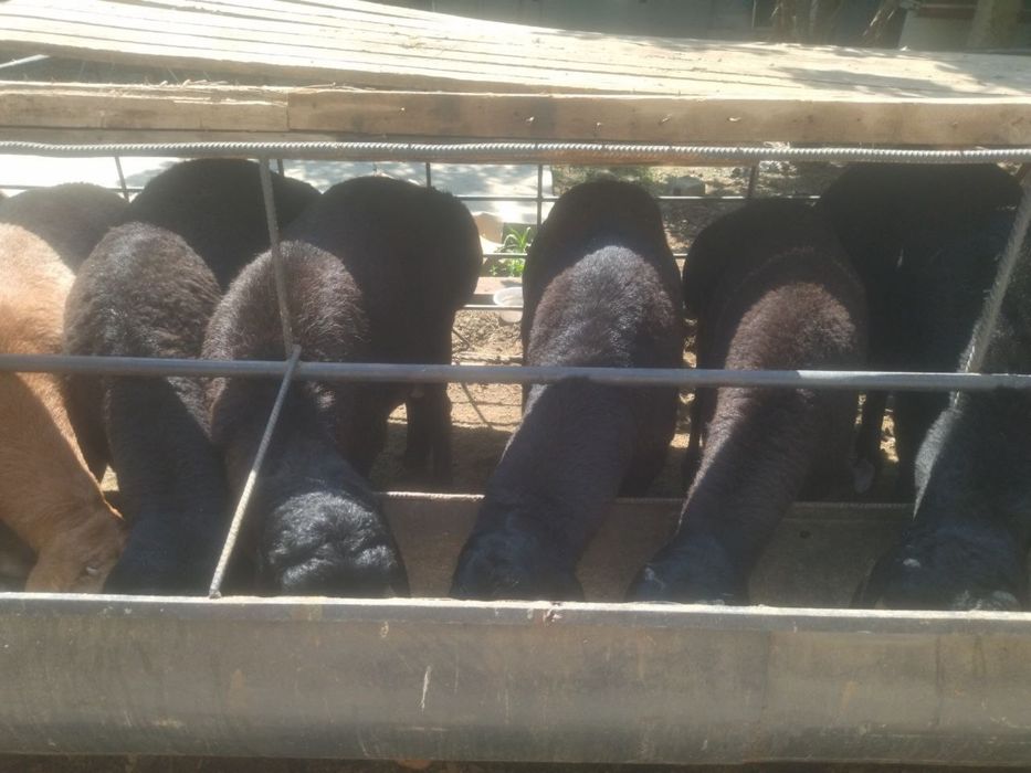 Soğlom qòchqorlar va Qassob xizmati