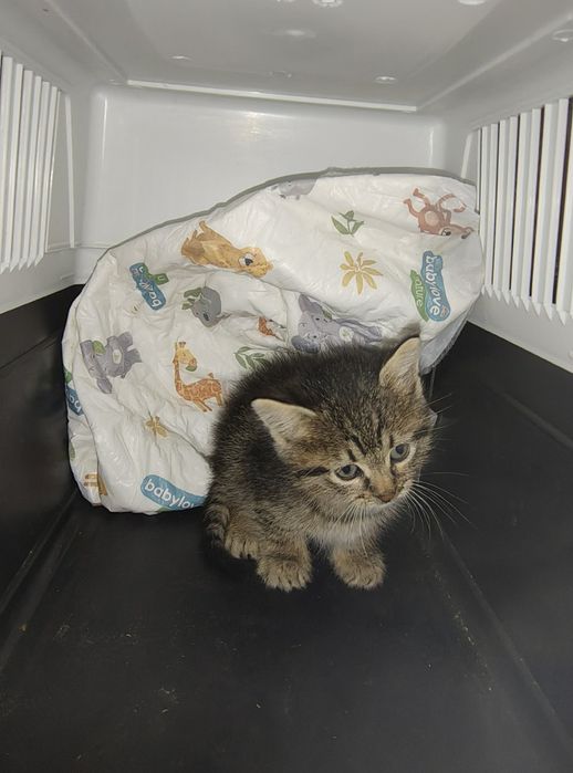 Спасяването беше почти невъзможно, сега търси дом