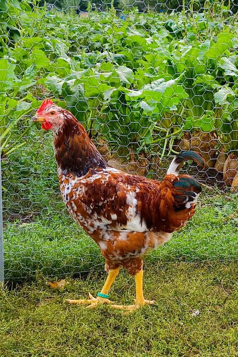 Vând cocoși pita pinta porțelan și roxa