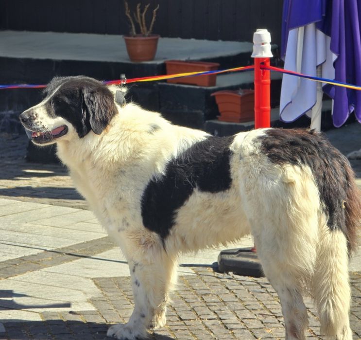 Ciobanesc de Bucovina