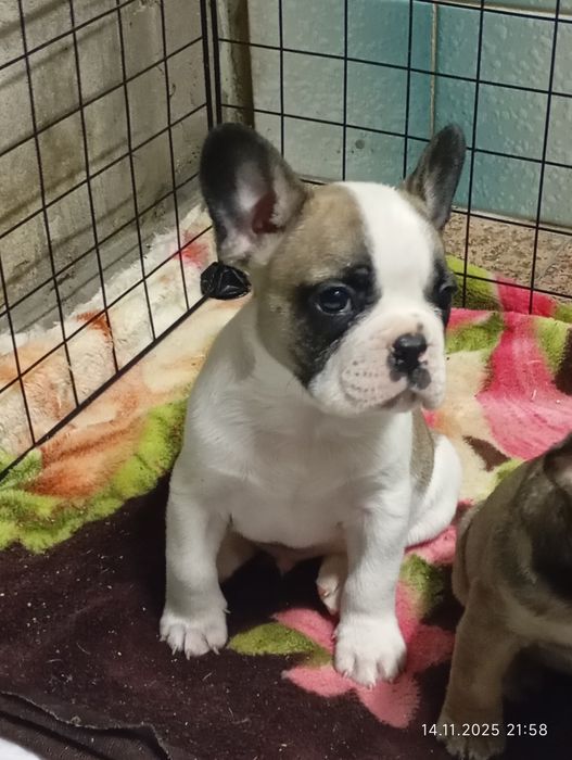 Французский бульдог