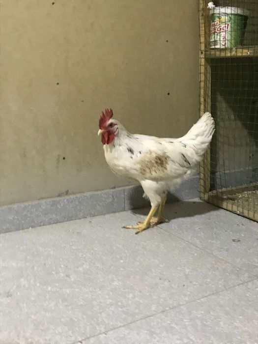 Horoz qichqiradigan