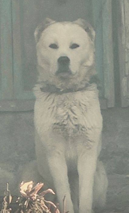 Alabay tozza qon soglom 1 yosh otasi chempion 2 milyon som