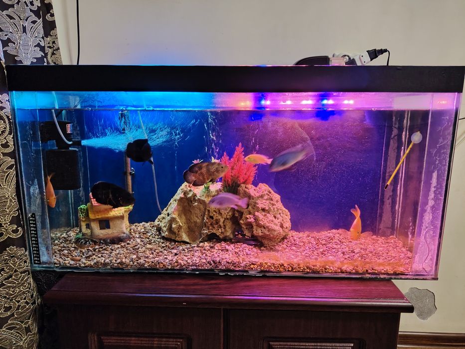 Akvarium va baliqlar sotiladi