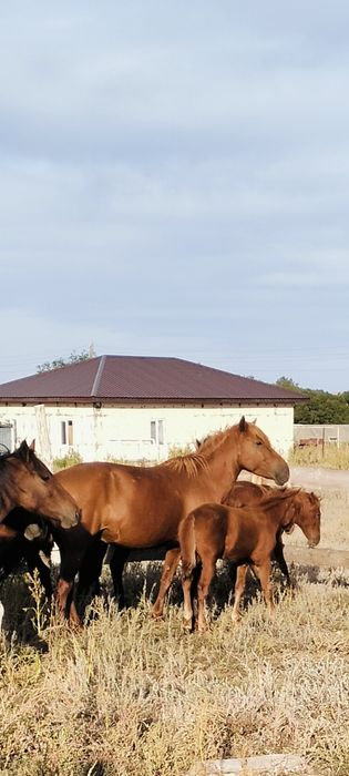 Лошади продаются