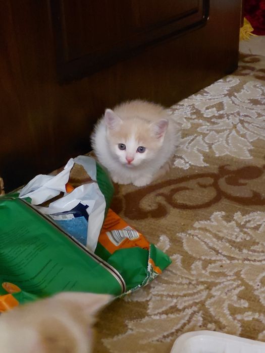 Mushuk bolalari srochna sotiladi