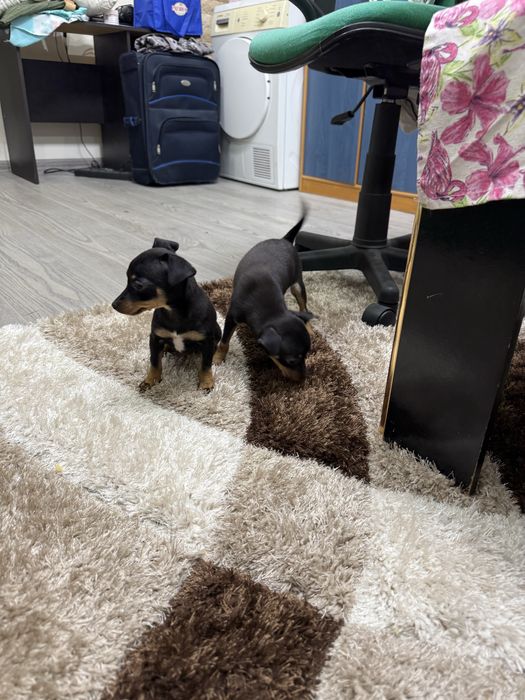 Мини пинчери на 2 месеца