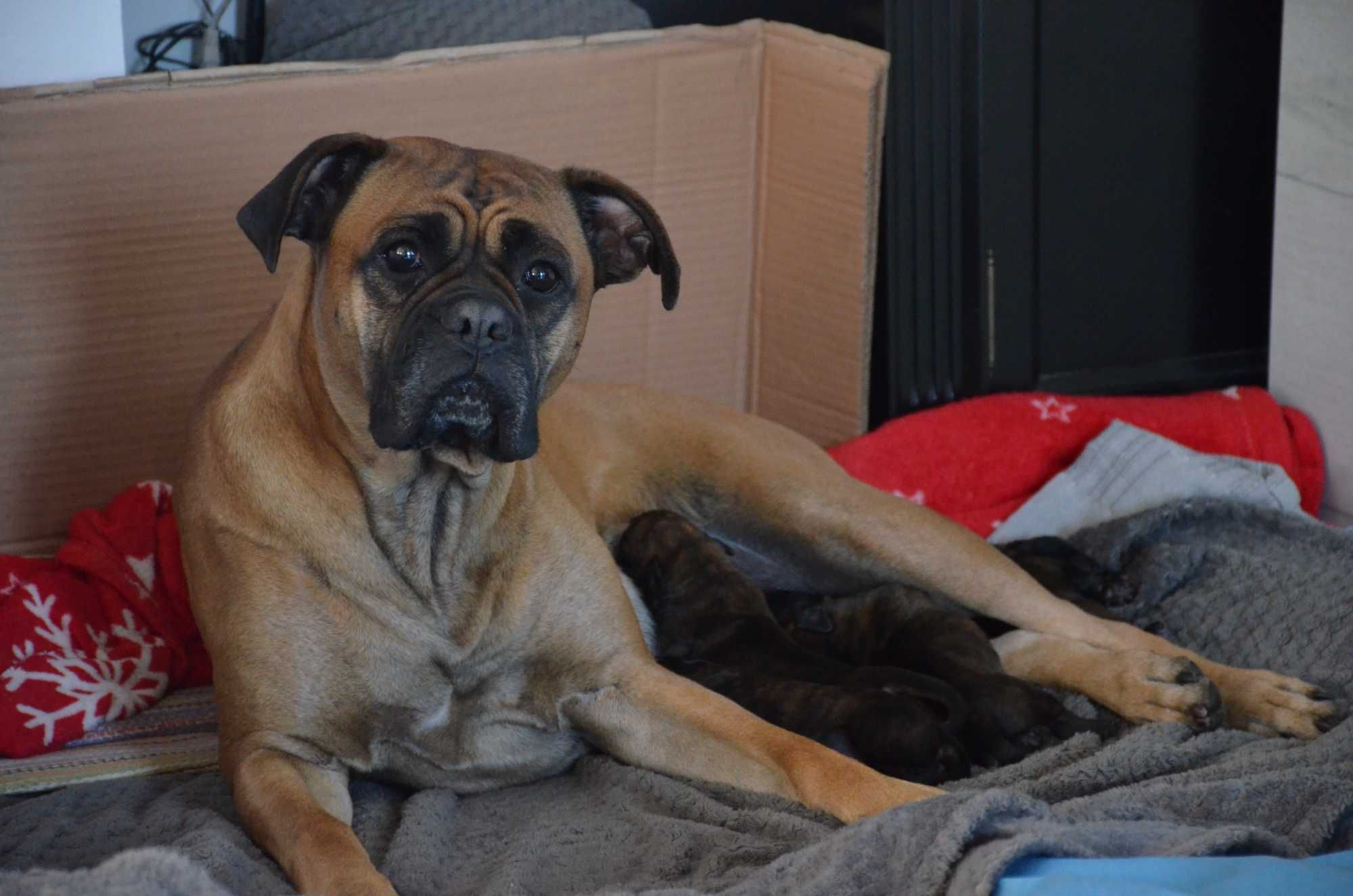 Boxer     German