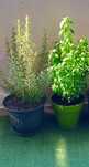 Plante aromatice si verzi la ghiveci
