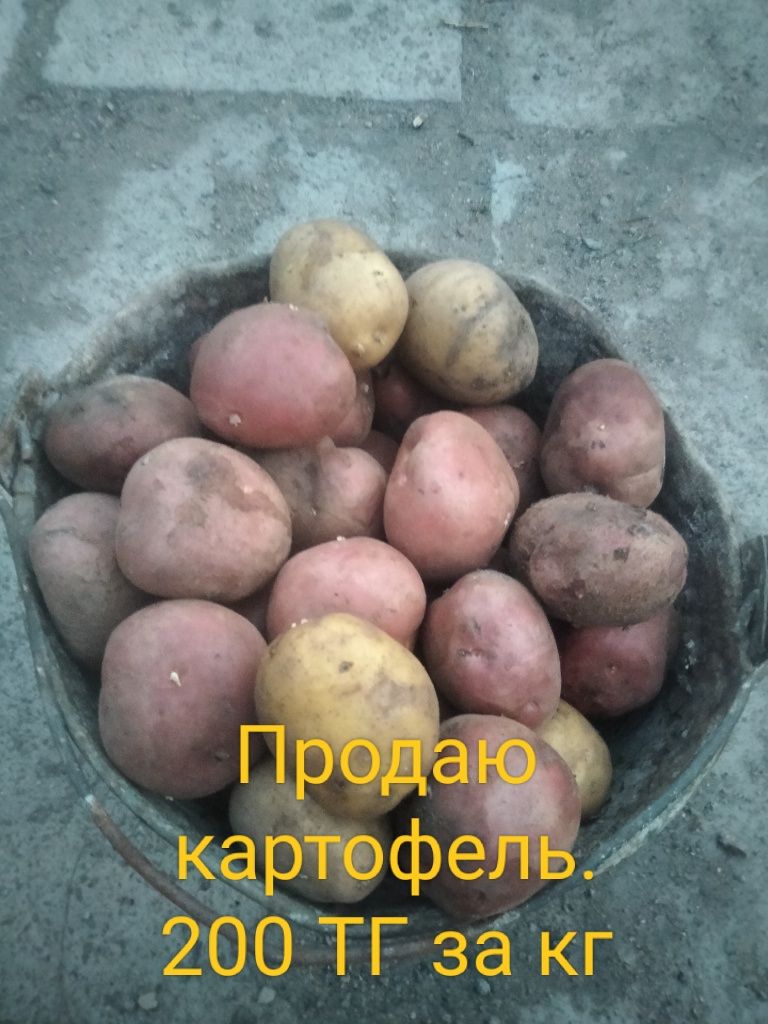 Продаю домашний картофель