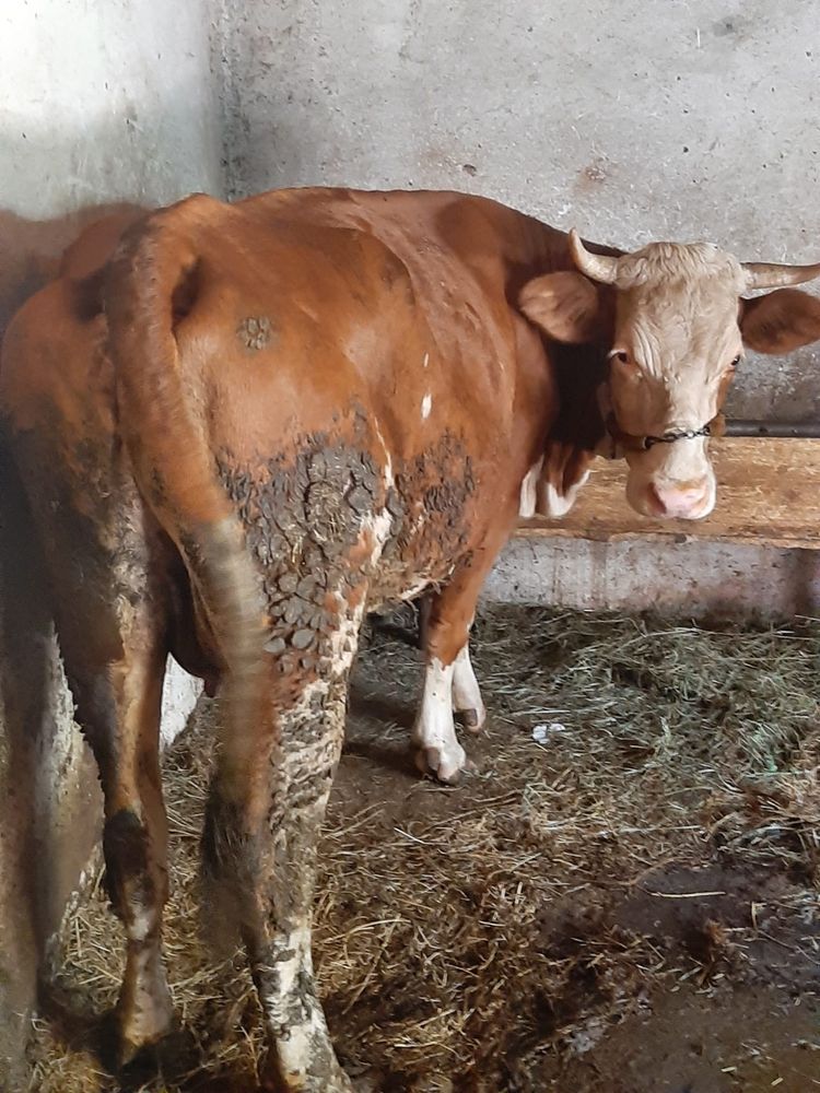 Vand juninca cu vitel