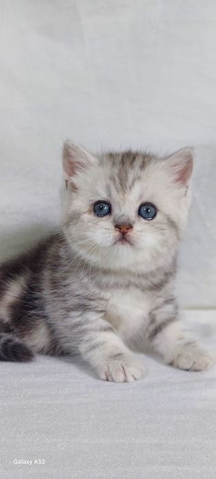 Продаётся  девочка  очень  крупная  только  бронь