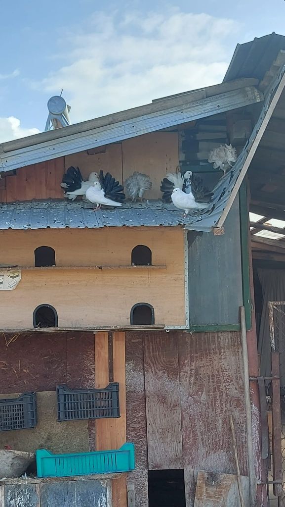 Disponibil porumbei voltati
