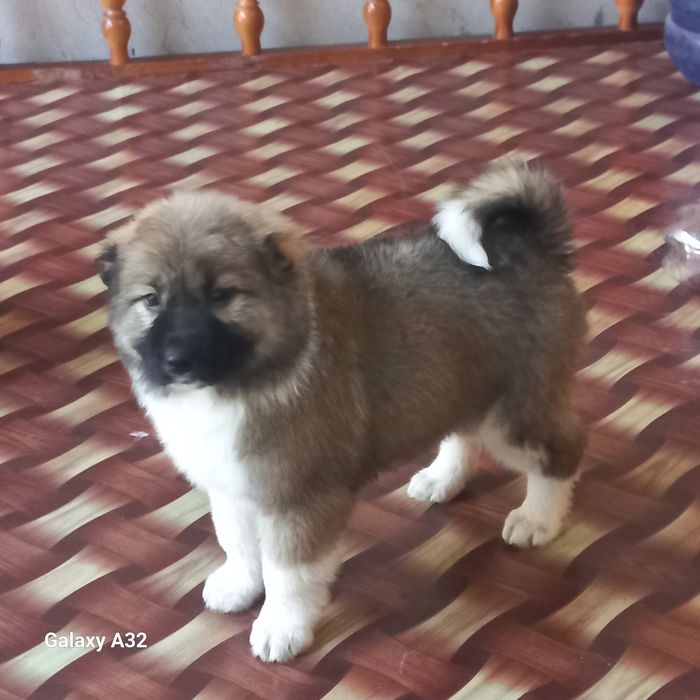 Кавказский  щенок девочка