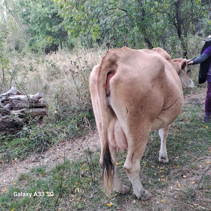 Vând  vaca cu vârsta de 3 ani, primul vicel.