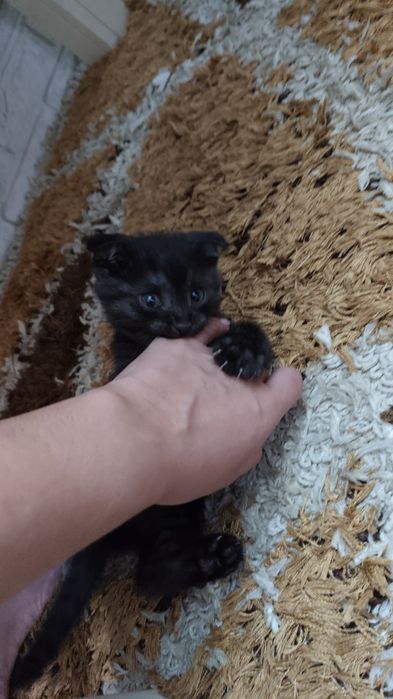 Кошка вислоухая Шотландская