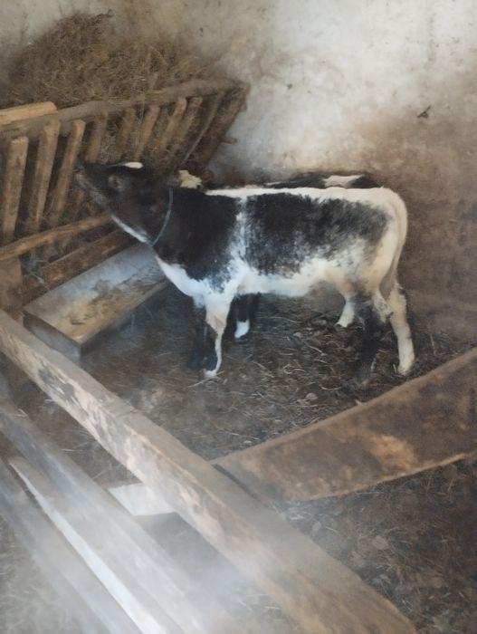 De vânzare două vițele belgiene preț 7200 lei