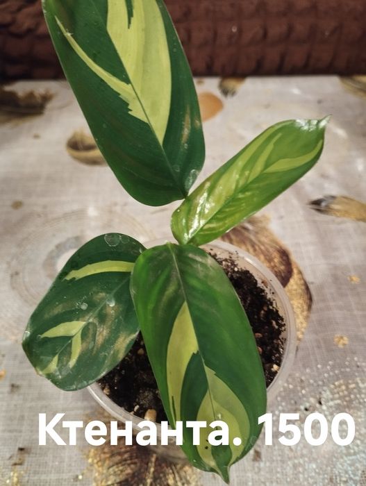 Распродажа молоденьких комнатных растений