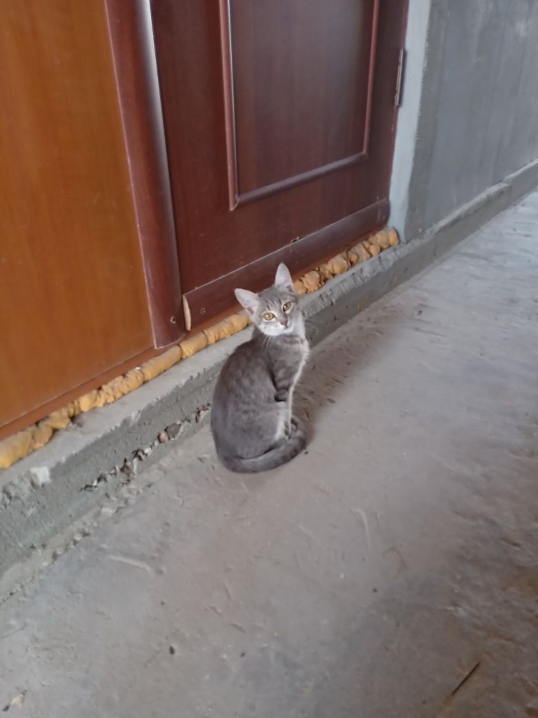 Тегін.мысық.беремін