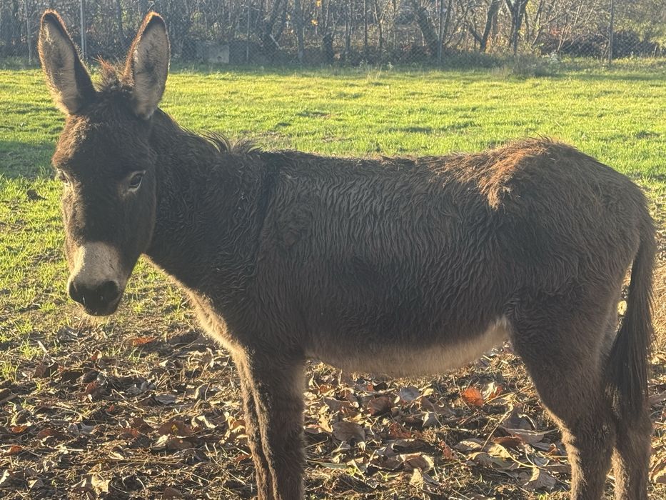 Vând măgărița din imagine