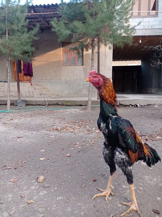 Dakan aprelski tulak