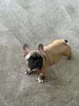 Buldog francez din parinti cu pedigree