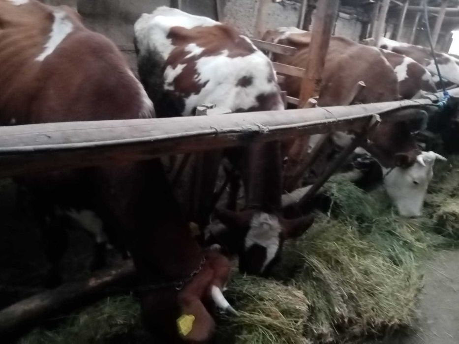 Vind vaci Red holstein.