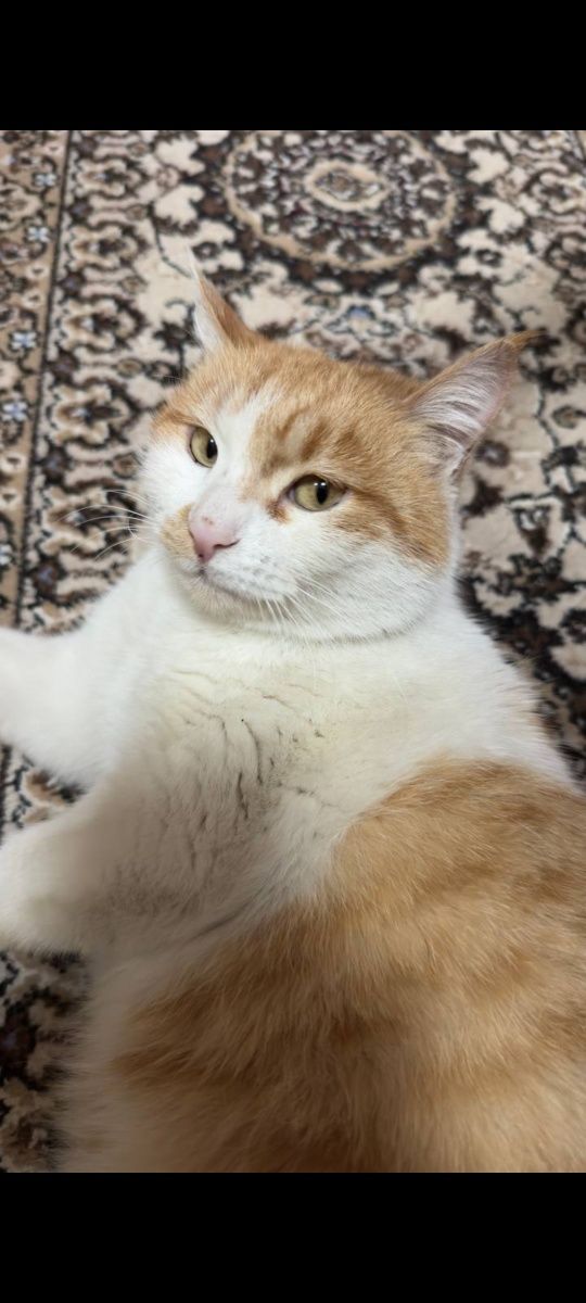 Кошка в добрые руки