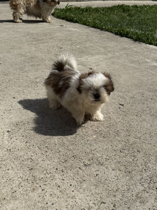 Vand mascul Shih Tzu 8 saptamani