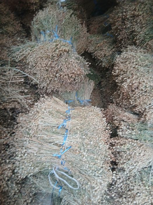 Продаётся исирик