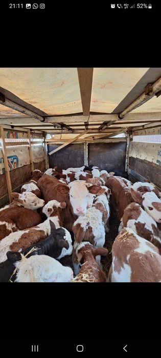 Aduc viței de rasă pe comandă dumneavoastră!!