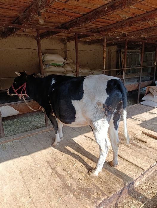 Корова Сиыр КРС Корова