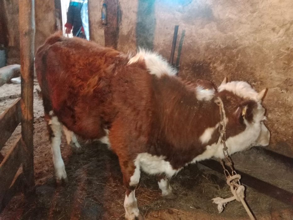 продам тёлка и корава на откорме стоит