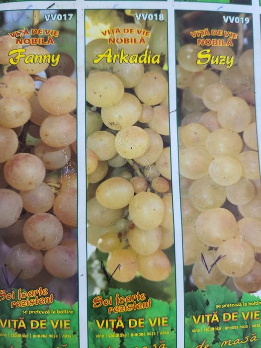 Vita de vie nobila [altoita soiuri albe de masa
