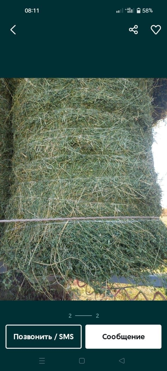 Сено люцерна жоношка урлон свежый укос жоношка урлон жоношка сатамын у