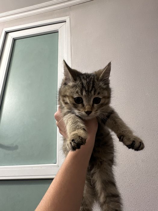 Котёнок, ищет себе семью