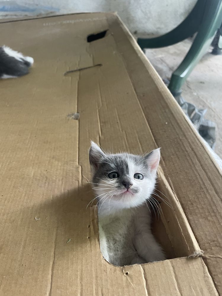 Две малки котета