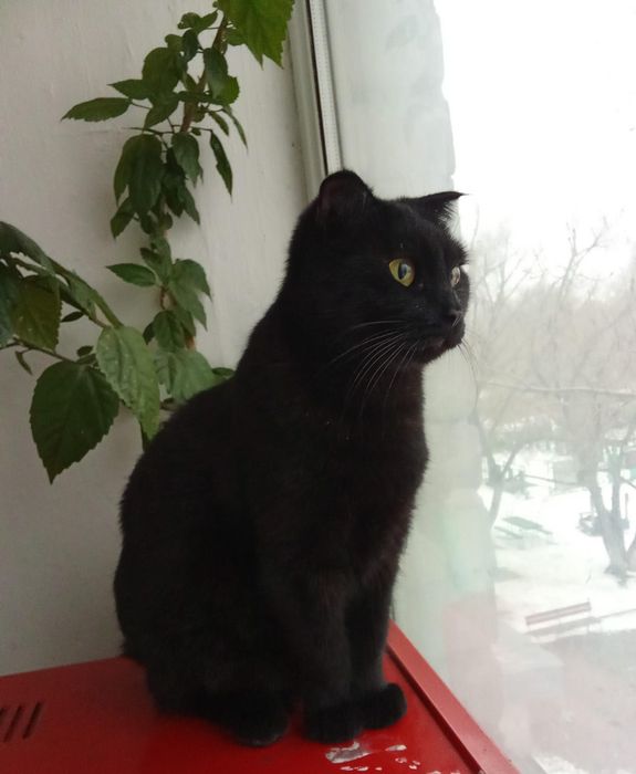 Багира в любящие руки