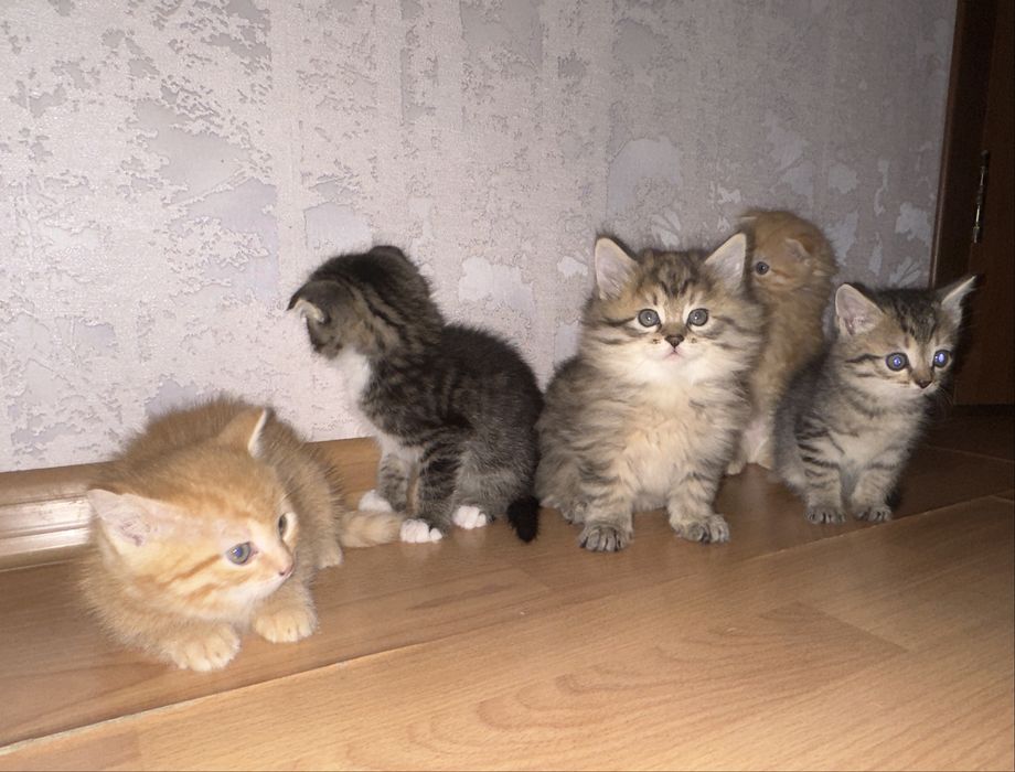 5 разнообразных и очень красивых котят