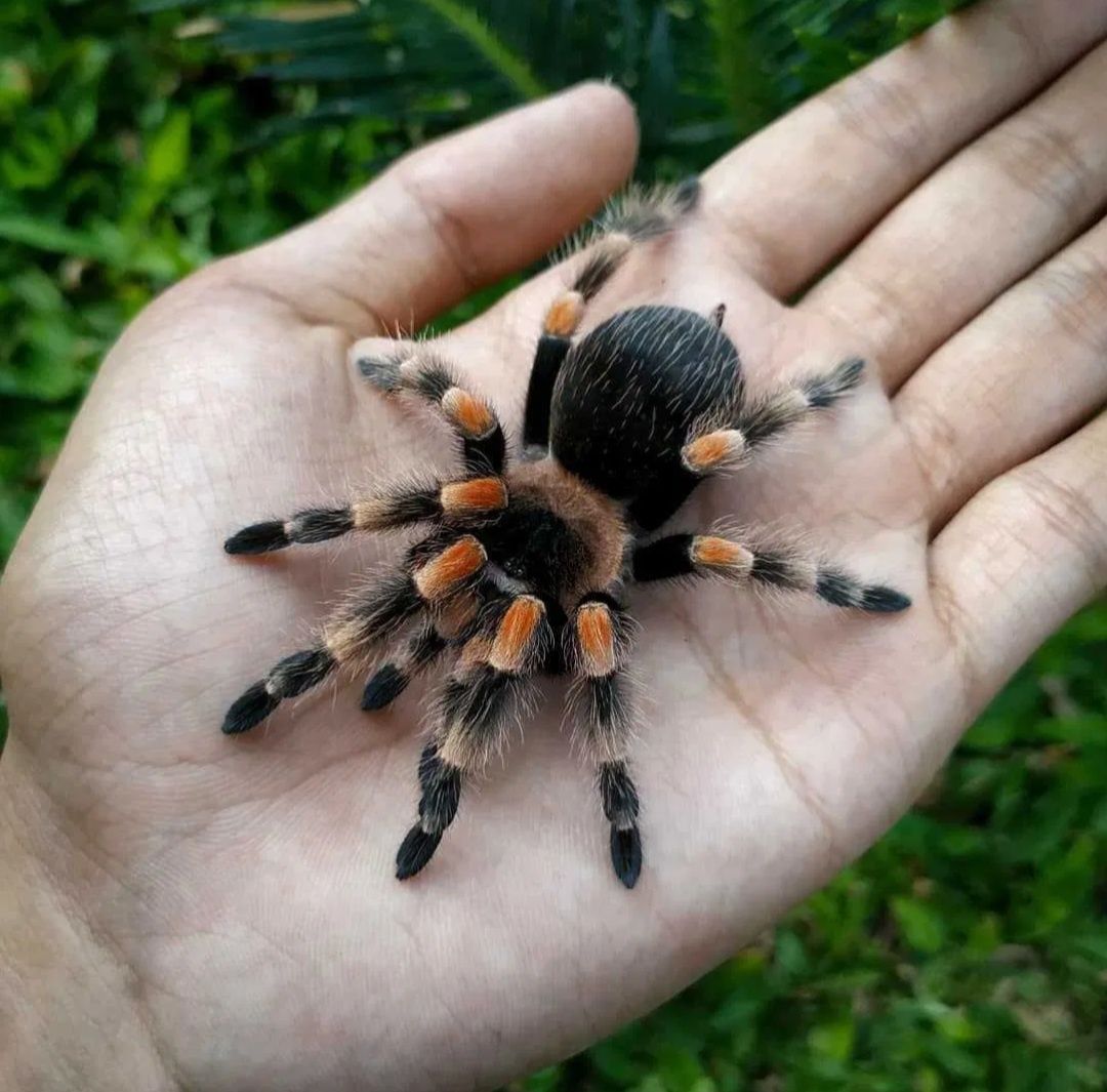 Паук птицеед Brachypelma smithi