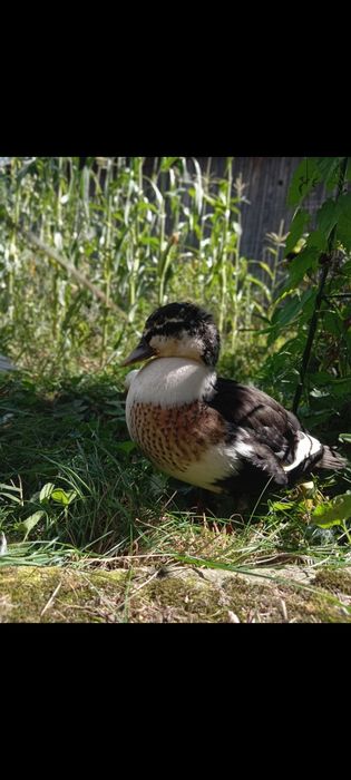 Rațe pitice olandeze disponibile