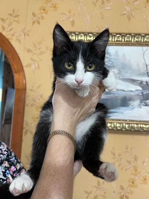 Отдам котенка в хорошие руки