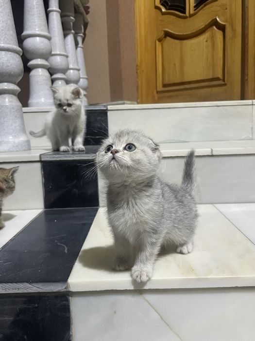 Skotish fold скоттиш фолд шиншилла