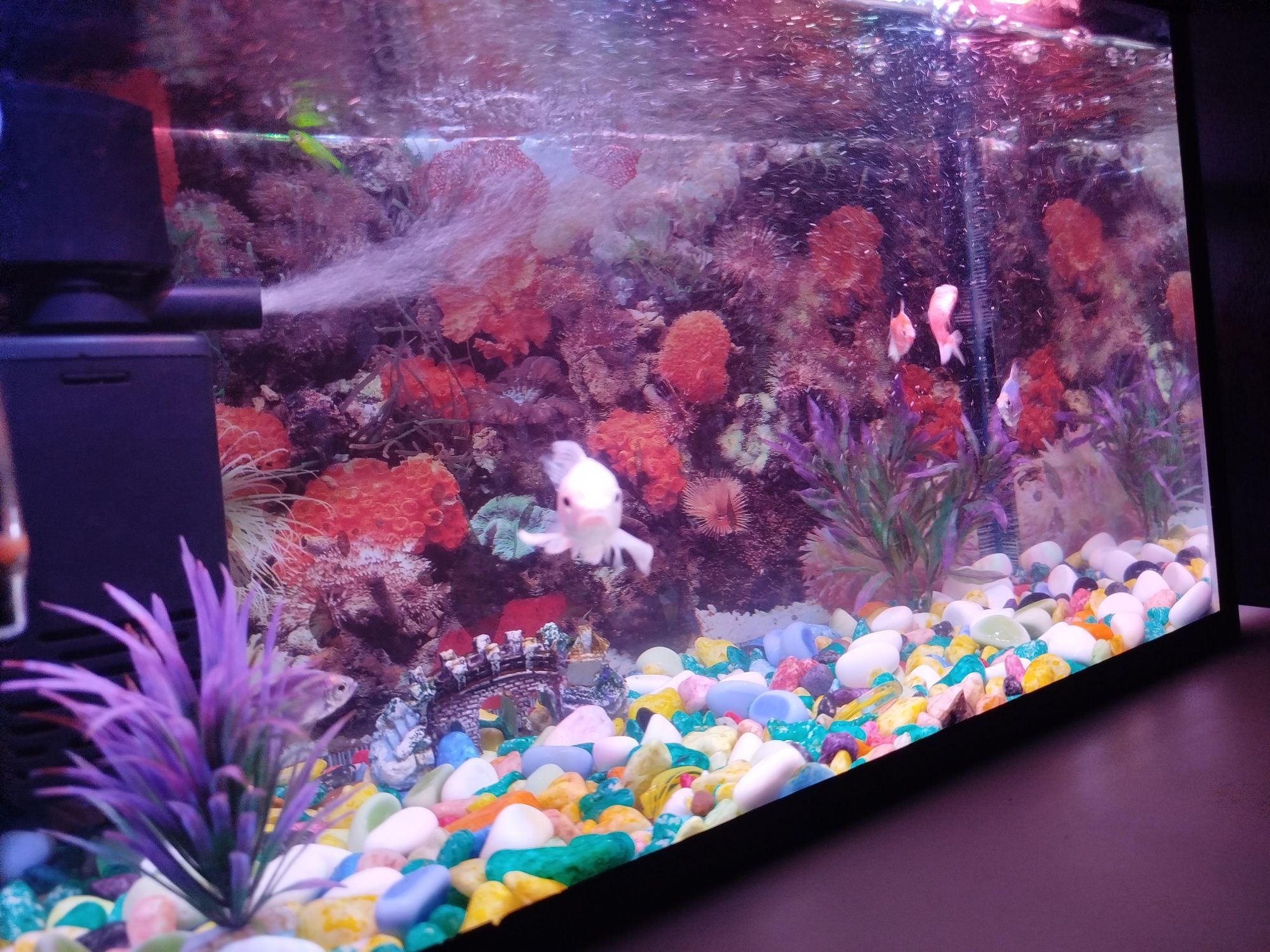 Akvarium sotiladi