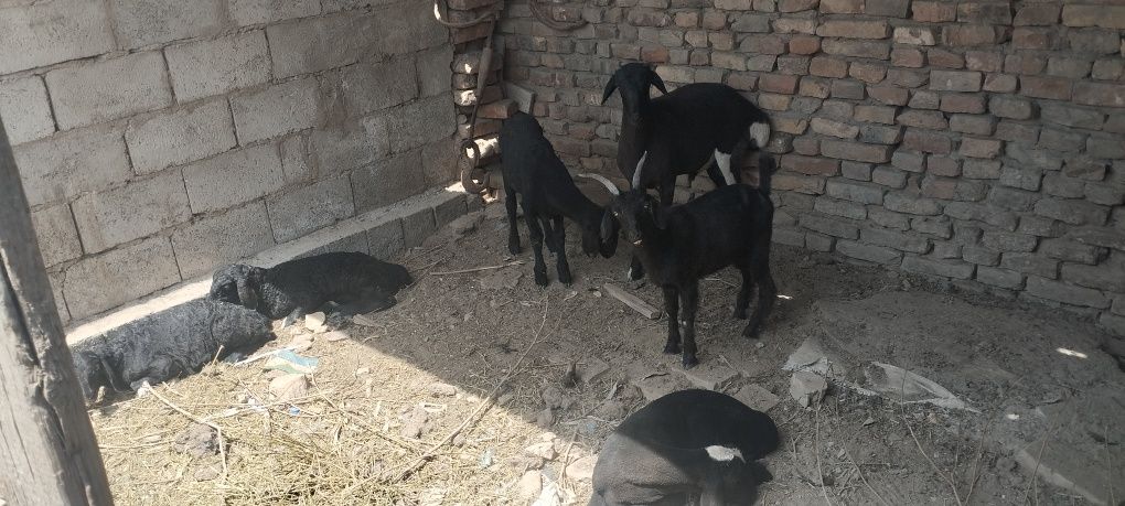 Barachalar sotiladi