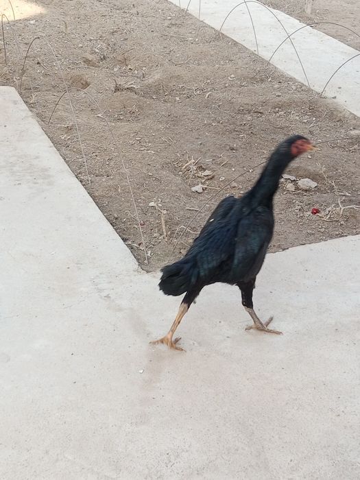 Dakan tovuq onasi bedana par tovuqdan chiqan