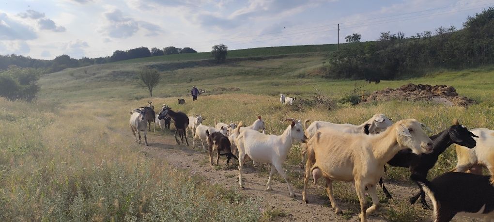 Продавам ярета за месо и разплод